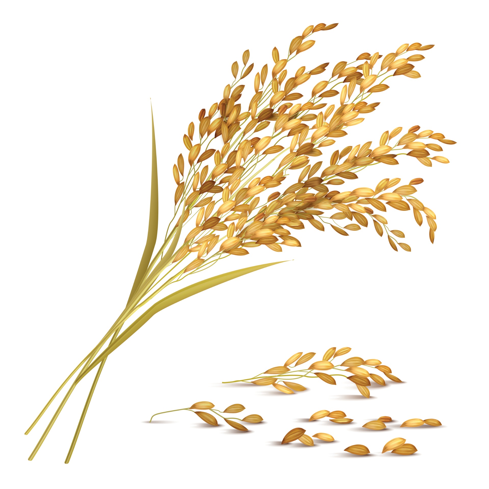 Bmac-Agric